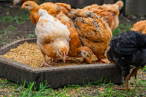 豬隻在哪些階段會特別需要飼料添加劑？ | 飼料添加劑