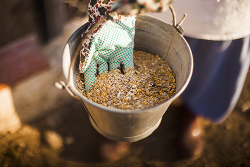 What can feed additives do for poultry and livestock farming? | Feed Additives What can feed additives do for poultry and livestock farming? | Feed Additives