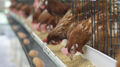 為什麼養殖動物需要飼料添加劑？ | 飼料添加劑