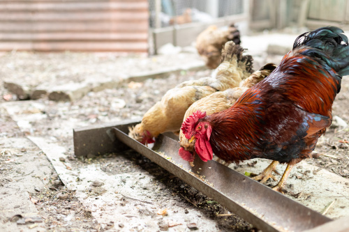 為什麼養雞業需要使用飼料添加劑？ | 飼料添加劑