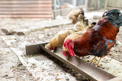 Why poultry farming needs feed additives? | Feed Additives Why poultry farming needs feed additives? | Feed Additives
