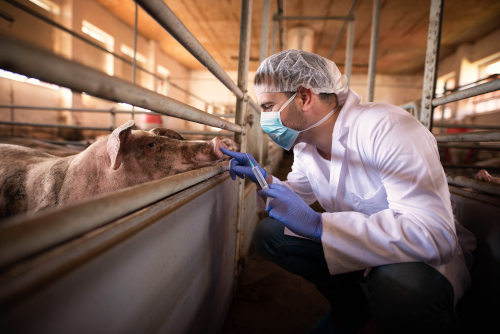 動物疾病發生的原因與飼料添加劑的功能？ | 飼料添加劑