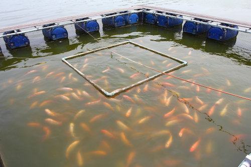 Why aquaculture needs feed additives? | Feed Additives
