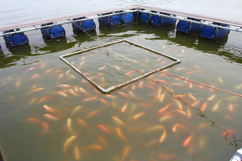 Why aquaculture needs feed additives? | Feed Additives Why aquaculture needs feed additives? | Feed Additives