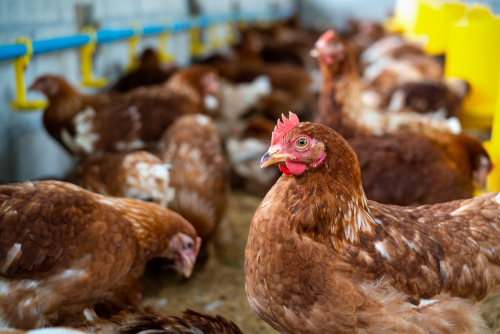 Why livestock animals, especially pig farming, need feed additives? | Feed Additives Why livestock animals, especially pig farming, need feed additives? | Feed Additives