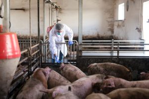 veterinarian-pig-farm-observing-livestock-checking-their-health
