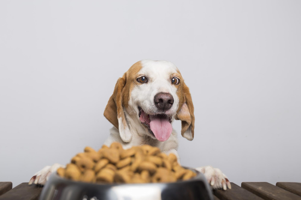Dog Food Additives: Latest Trends and Innovations