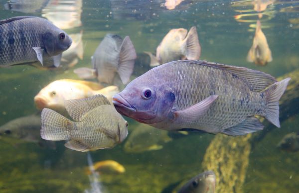 Are fish feed additives safe for the fish and the environment?