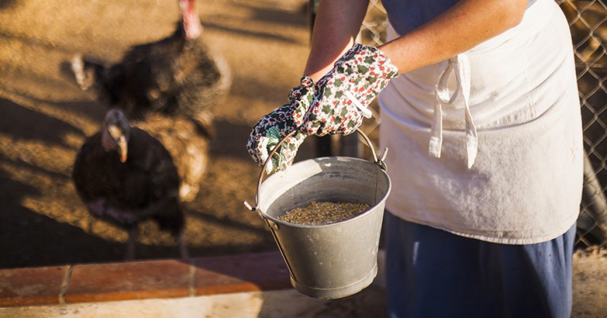 Things you should know about feed additives | feed additives