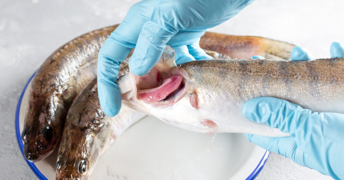 The Best Fish Feed Additives That Will Make Them Grow Bigger and Healthier