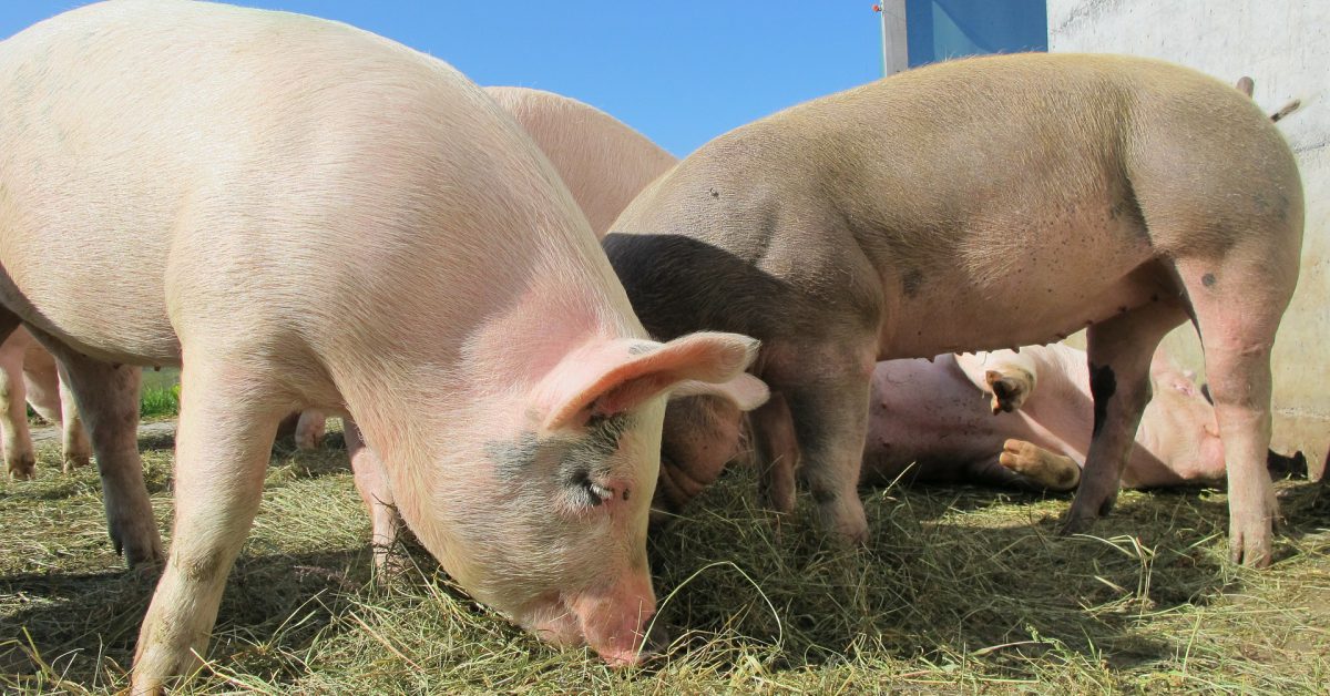 Feed Additives as Solutions for PRRS