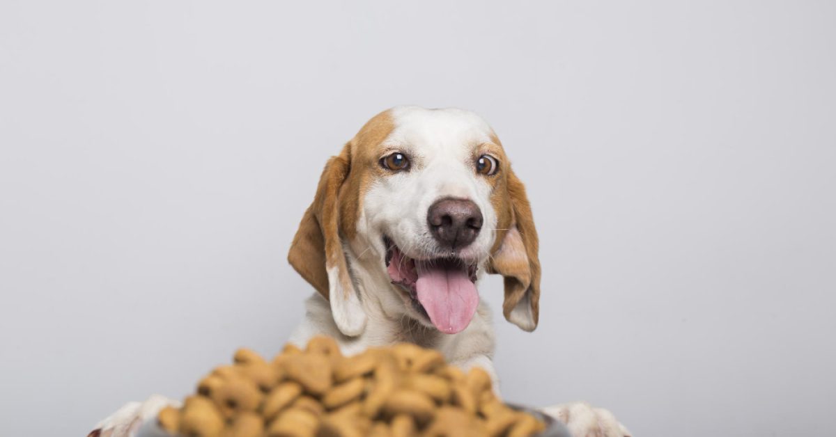 Dog Food Additives: Latest Trends and Innovations