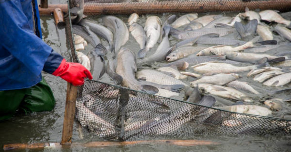 Many big fish were caught on the fishing grounds by workers.