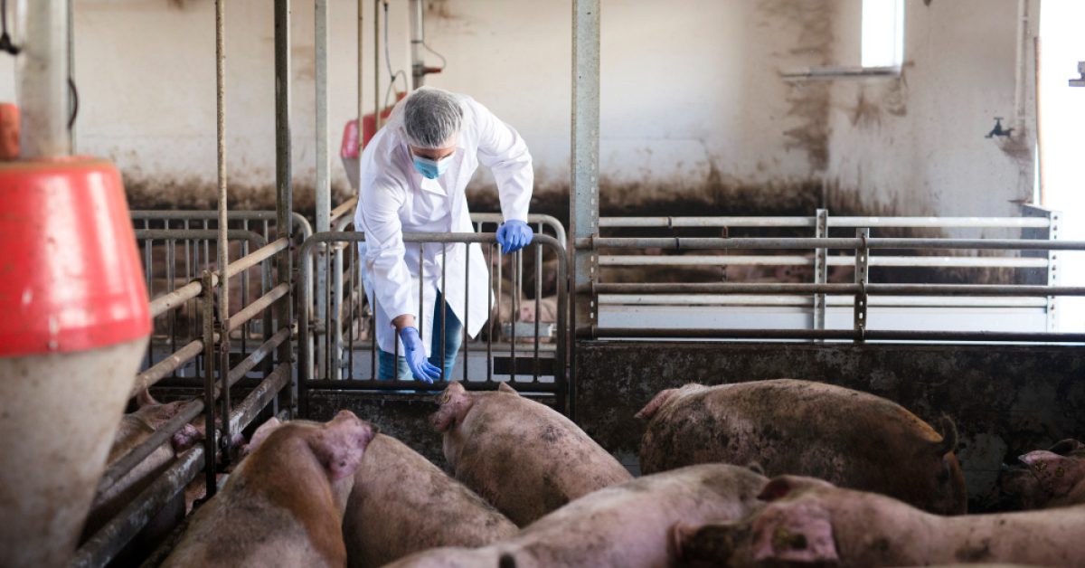 veterinarian-pig-farm-observing-livestock-checking-their-health